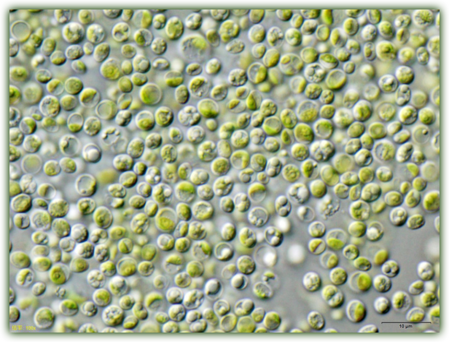 Chlorella